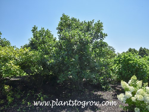 Alder (Alnus serruluta)